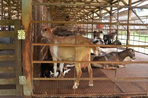 9 Jenis Kambing Penghasil Susu dan Cara Perawatannya