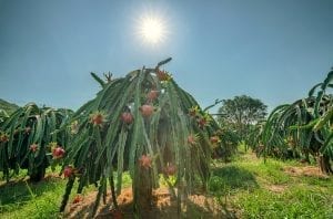 Panduan Lengkap Budidaya Buah Naga Agar Hasil Melimpah