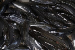 Panduan Lengkap Budidaya Ikan Lele Bioflok, Panen Melimpah
