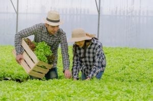 Bisnis Pertanian yang Banyak Disukai
