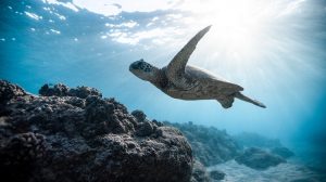 Mengintip Strategi Turtle Trading yang Legendaris